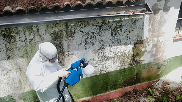 Trusted Attic Mold Removal service in Adamstown, MD - Cheap Mold Removal